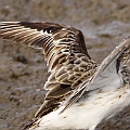 Broad-billed Sandpiper primary moulting just starting (new P1-2)<br />Canodn EOS 7D + EF400 F5.6L